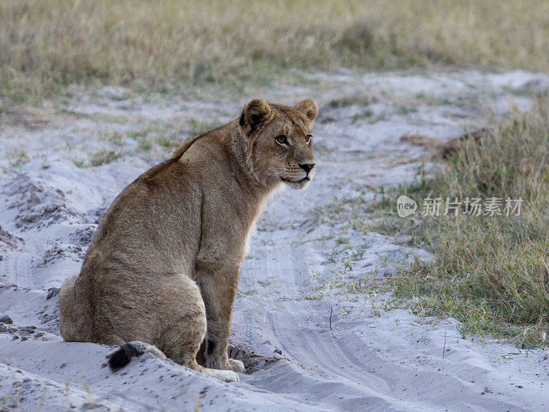 Lion sitting on sandy track